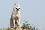 SIBERIAN HUSKY 109